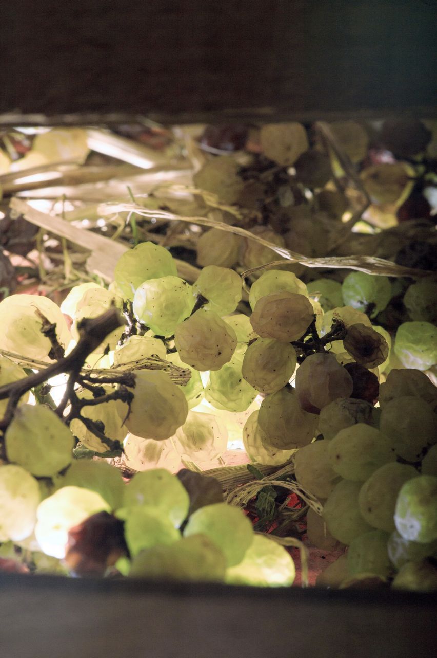 Vignoble Technique Vin de paille VDP-0030